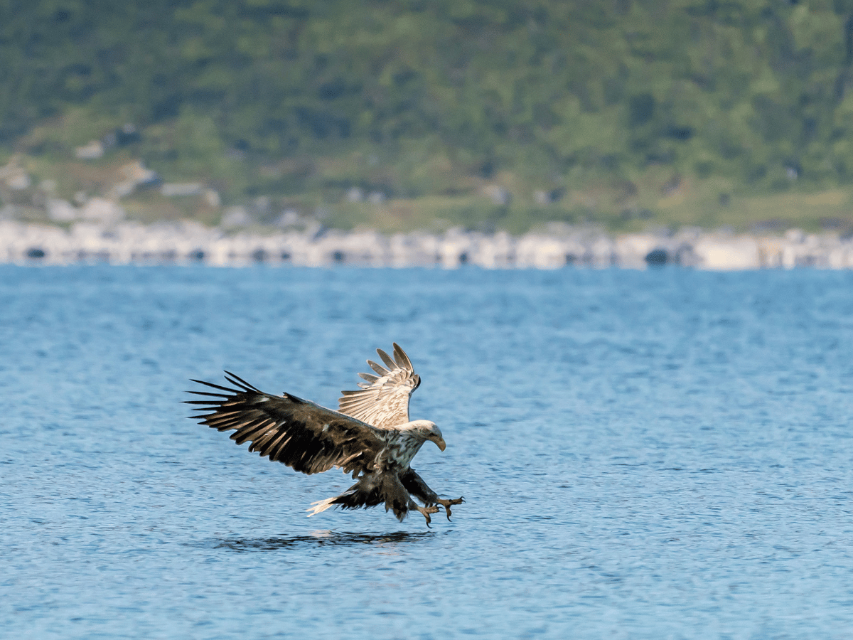Havørnsafari med båt på Sommarøy photo 2